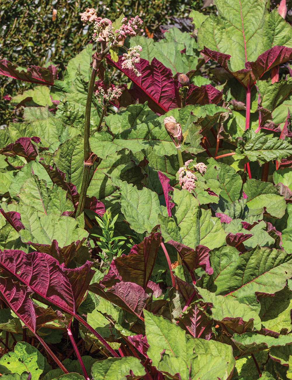 Ornamental Rhubarb