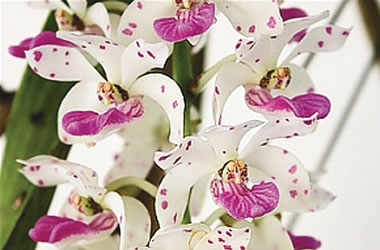 Foxtail Orchid