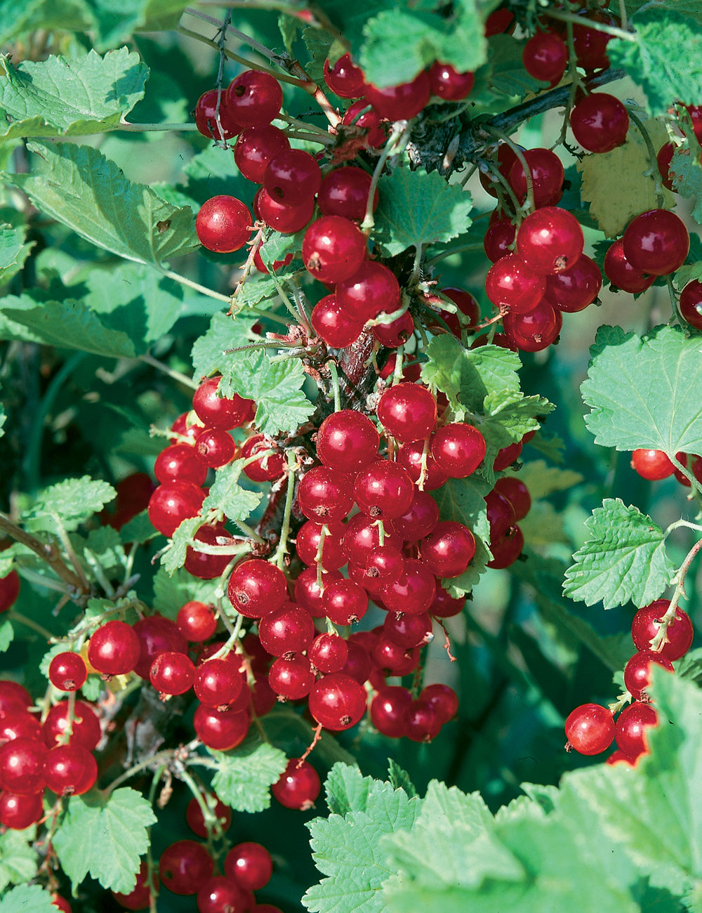 Redcurrant