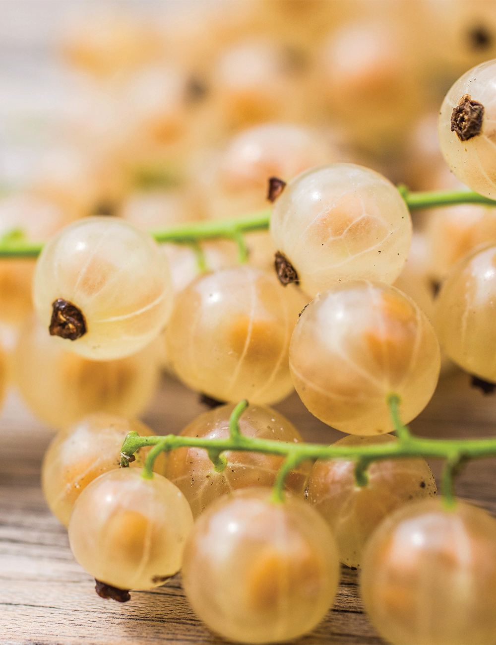 Whitecurrant