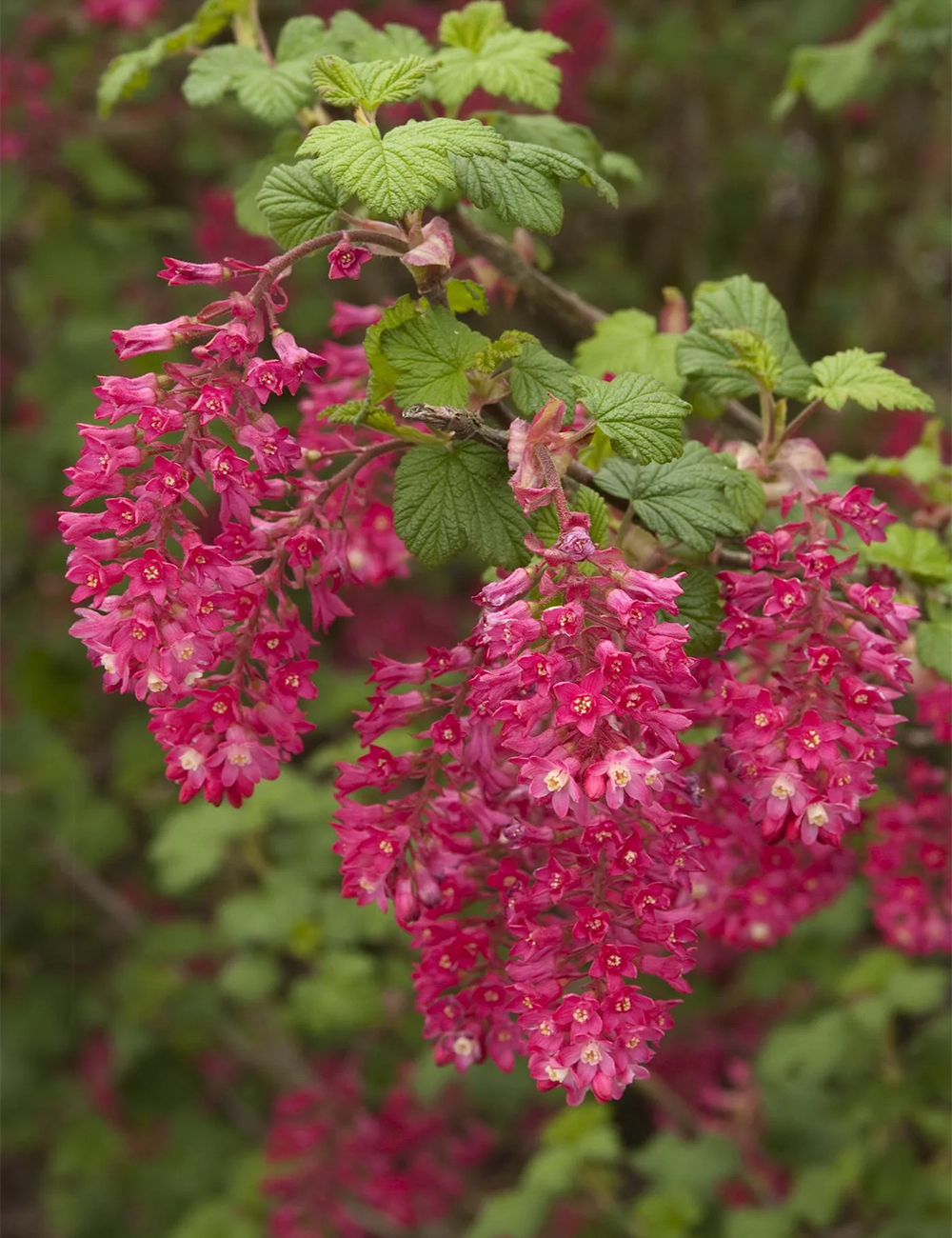 Flowering Currant King Edward VII