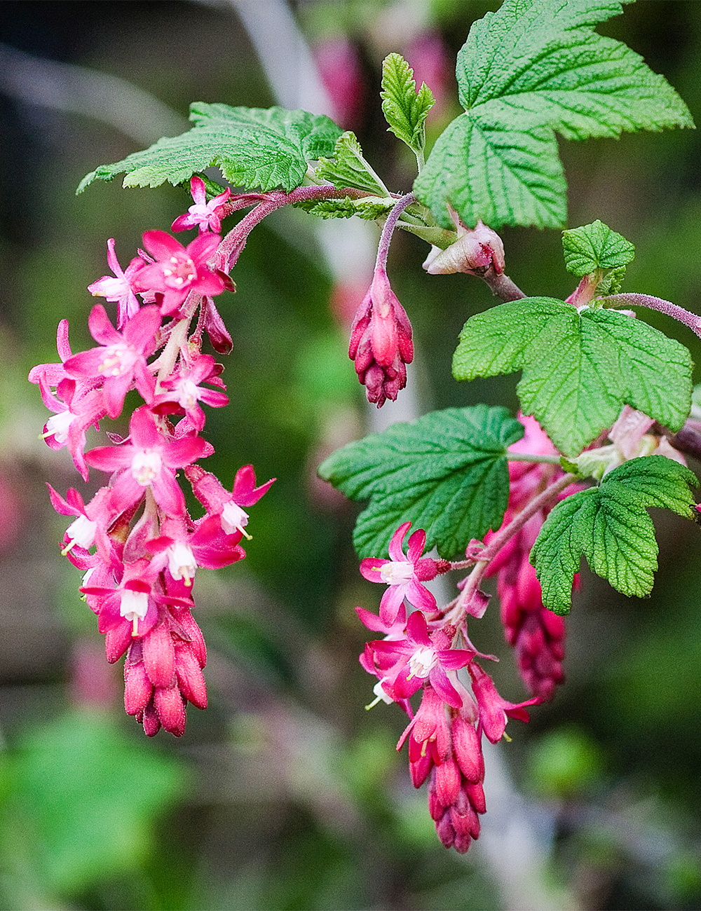 Red Flowering Currant