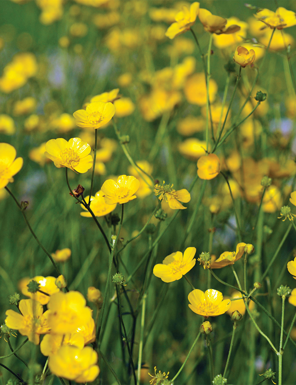 Ranunculus Farrer's Yellow