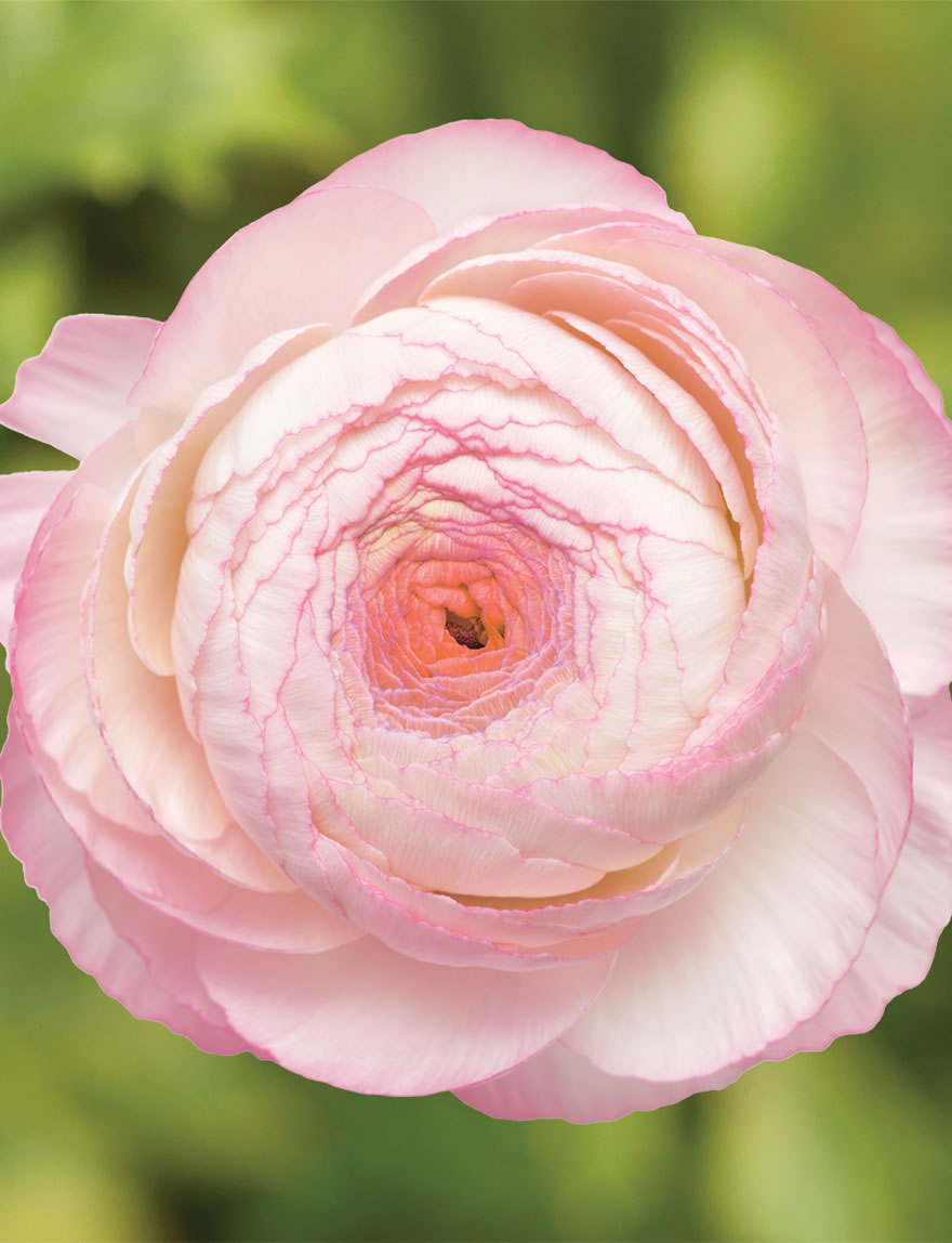 Ranunculus Elegance Bianco Sfumato