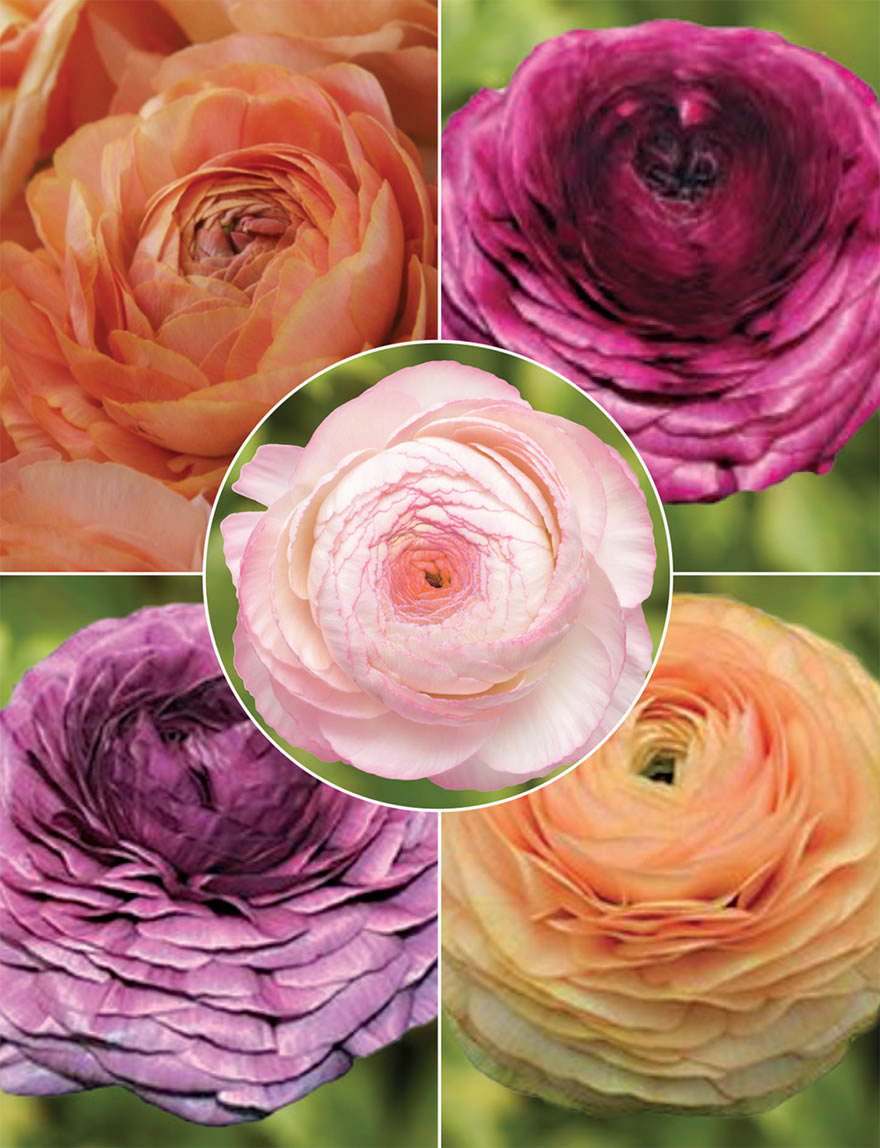 Ranunculus Elegance Collection