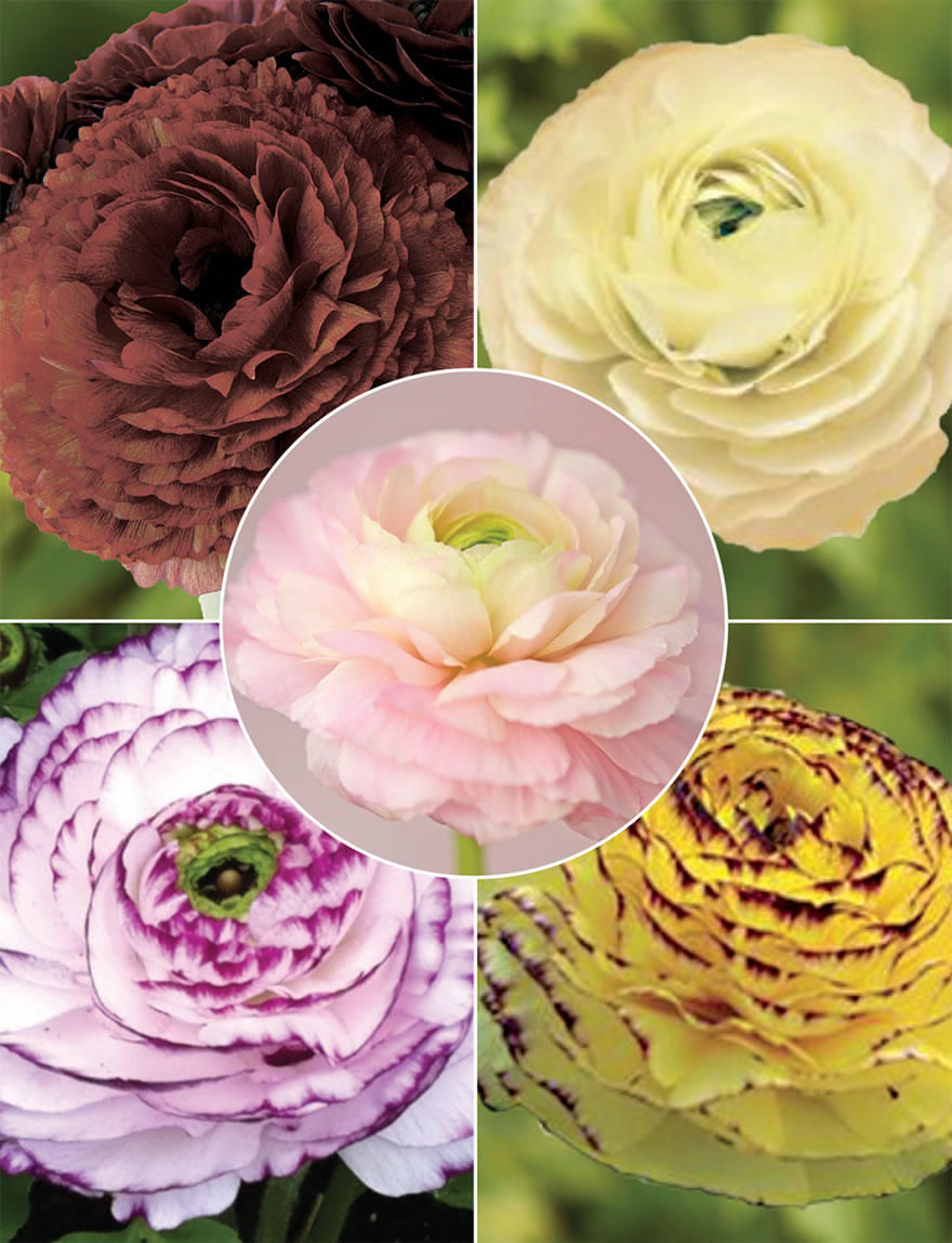 Ranunculus Elegance Collection