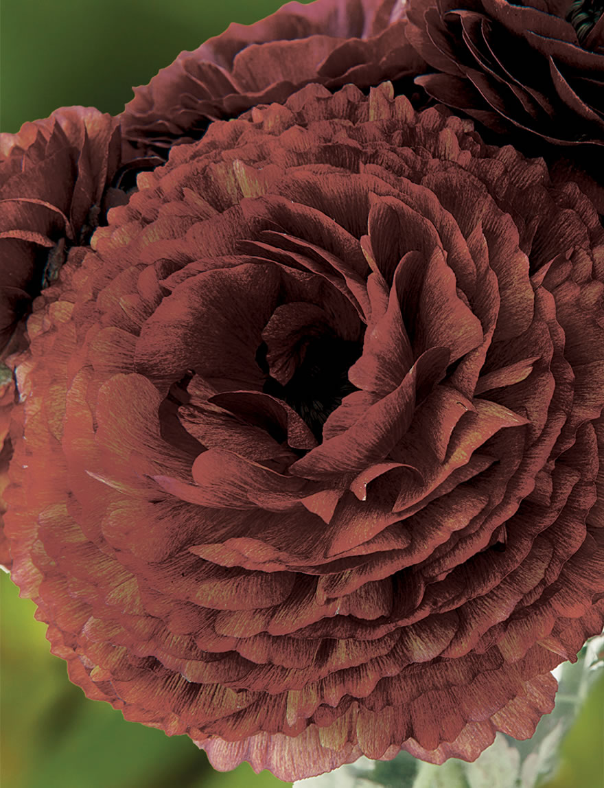 Ranunculus Elegance Cioccolato
