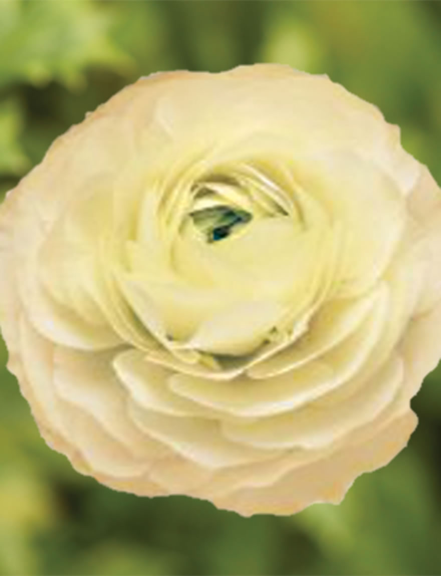 Ranunculus Elegance Crema