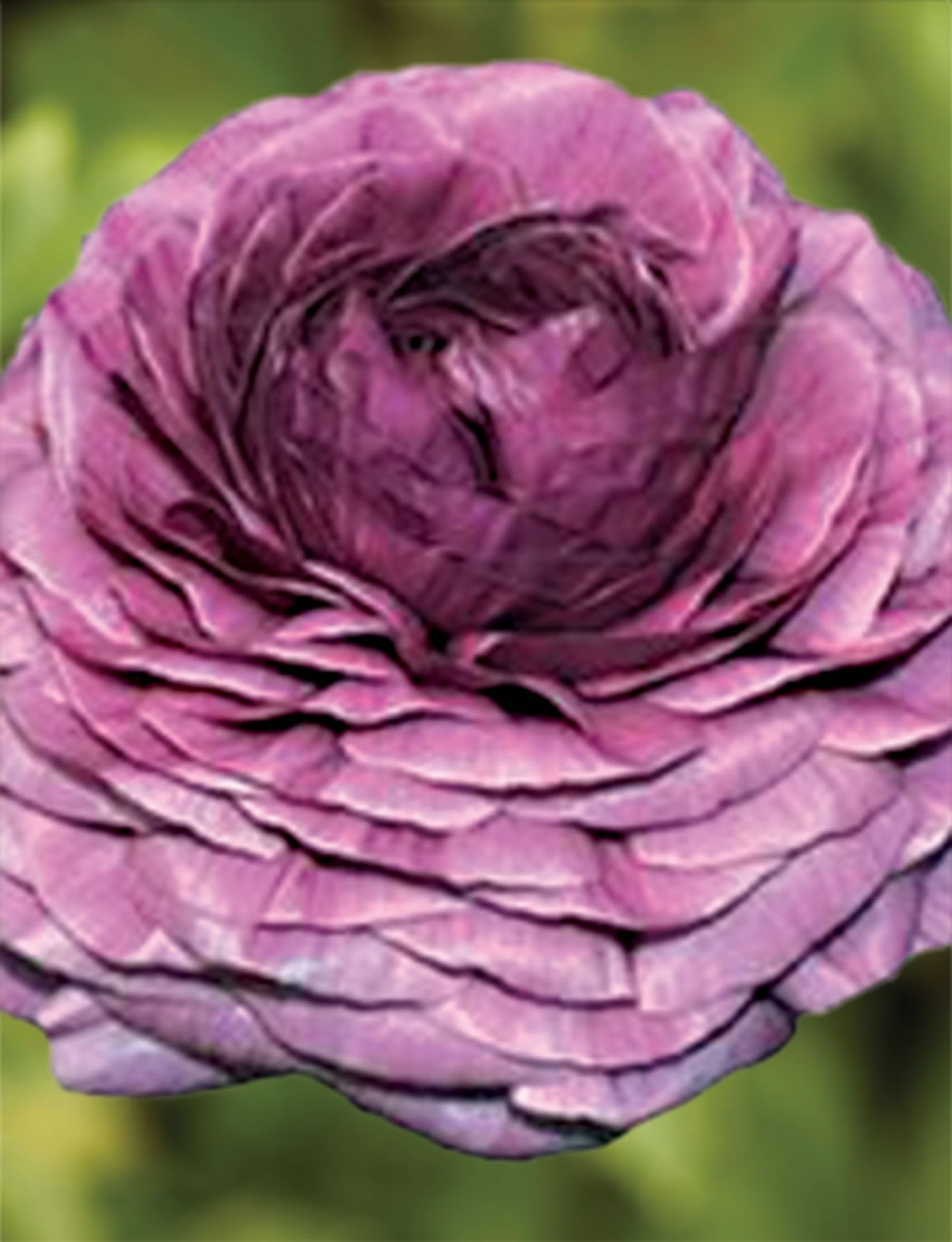 Ranunculus Elegance Malva