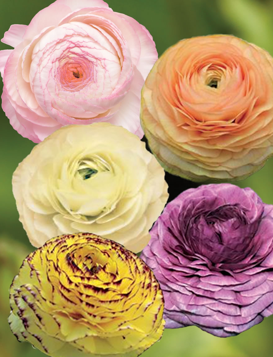 Ranunculus Elegance Mixed