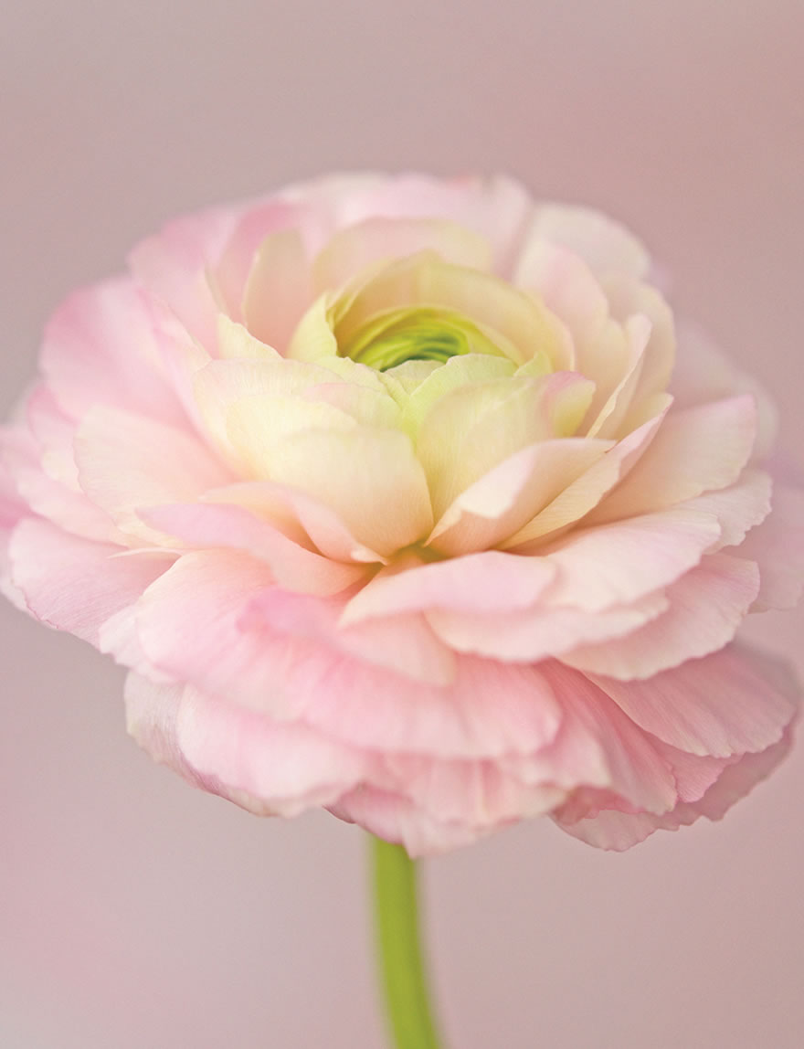 Ranunculus Elegance Pastello