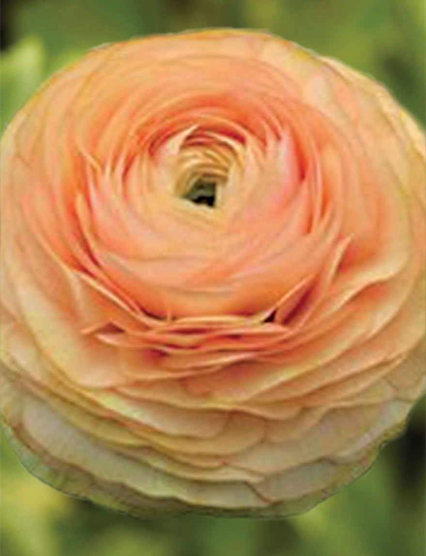 Ranunculus Elegance Salmone