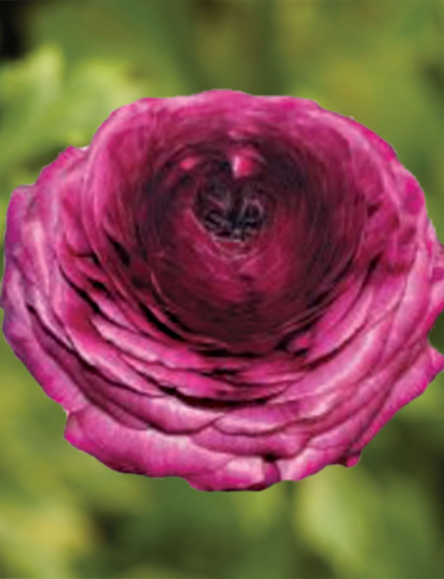 Ranunculus Elegance Viola