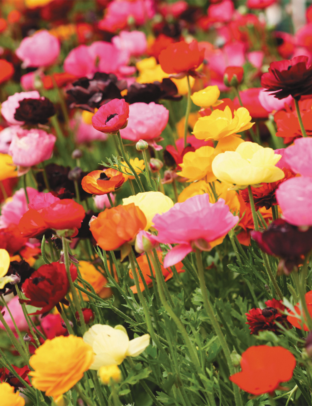 Garden Ranunculus Mixed