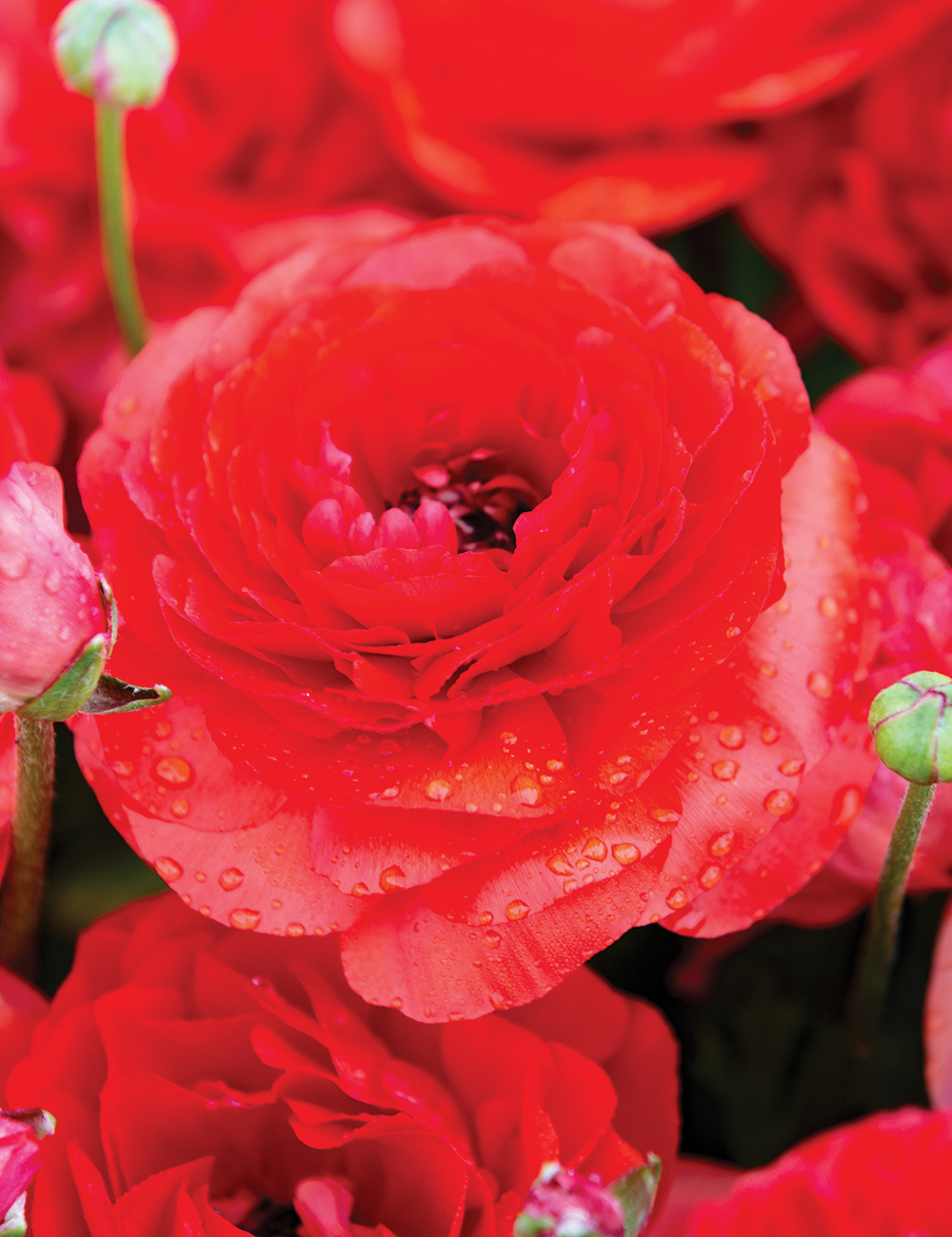 Dwarf Mache Ranunculus 'Blood Red'