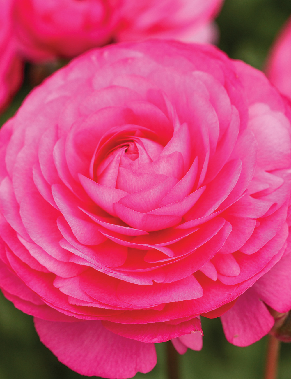 Dwarf Mache Ranunculus 'Hot Pink'