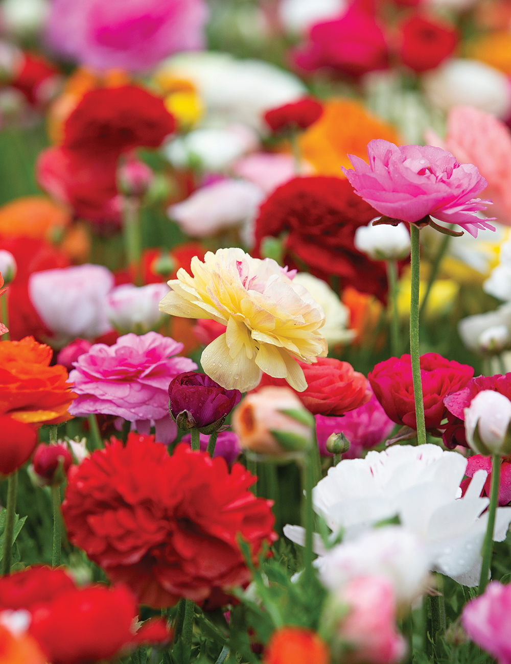 Dwarf Mache Ranunculus Mixed