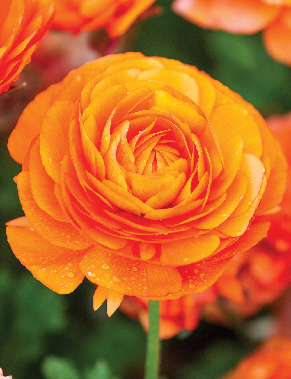 Dwarf Mache Ranunculus 'Orange'