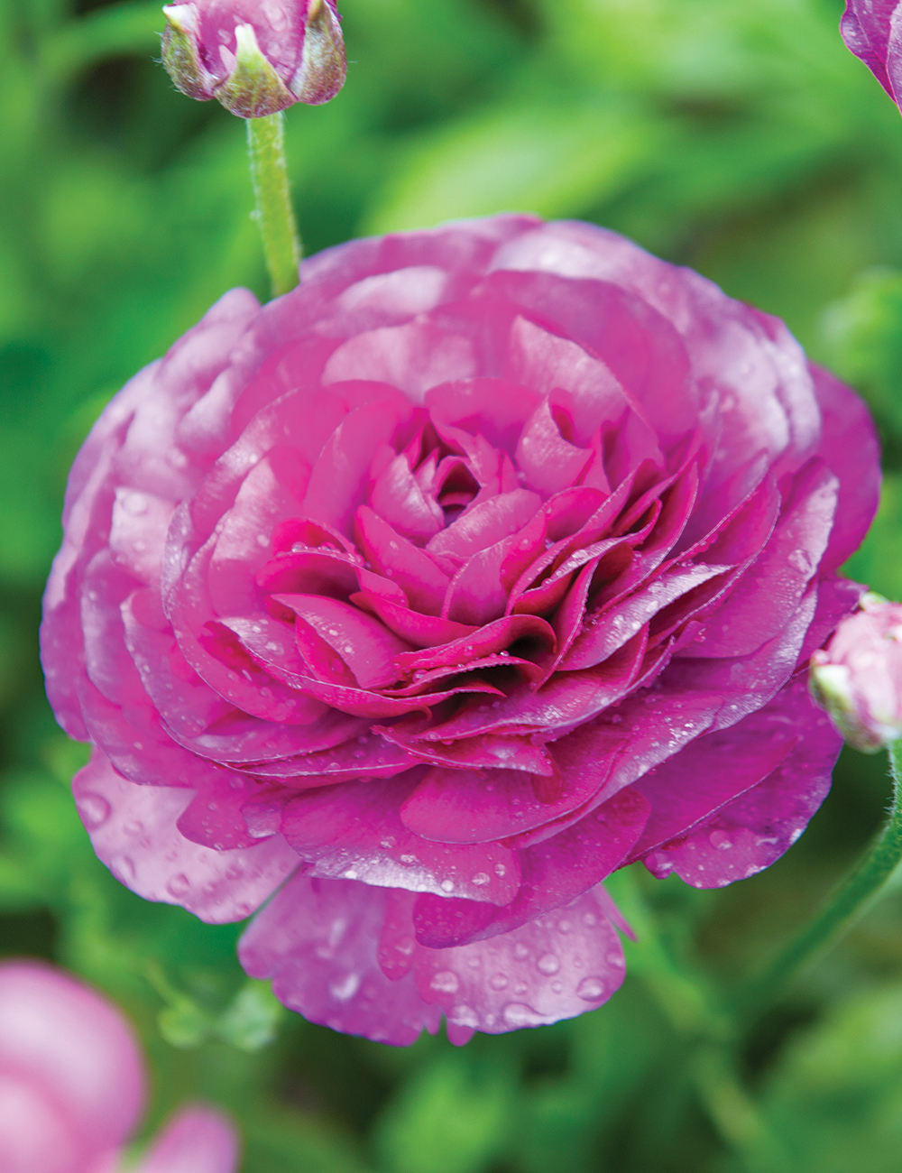 Dwarf Mache Ranunculus 'Purple'