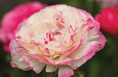 Dwarf Ranunculus Pink and White Bicolour