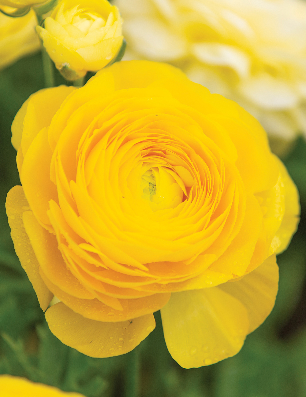 Dwarf Mache Ranunculus 'Yellow'