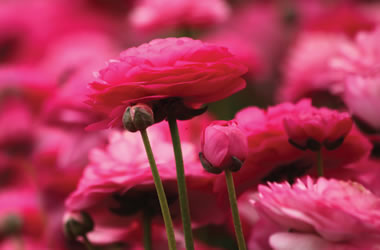 (47A) Dwarf Ranunculus 'Magic Series' 'Pink' - Tesselaar