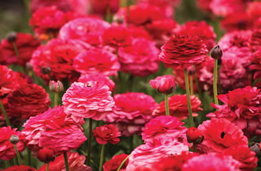 Do ranunculus like sun or shade Do ranunculus like sun or shade