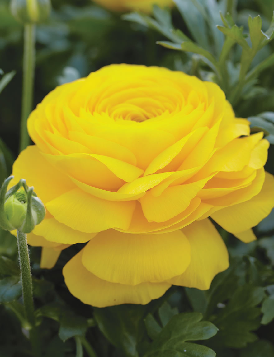 Midikin Ranunculus Yellow