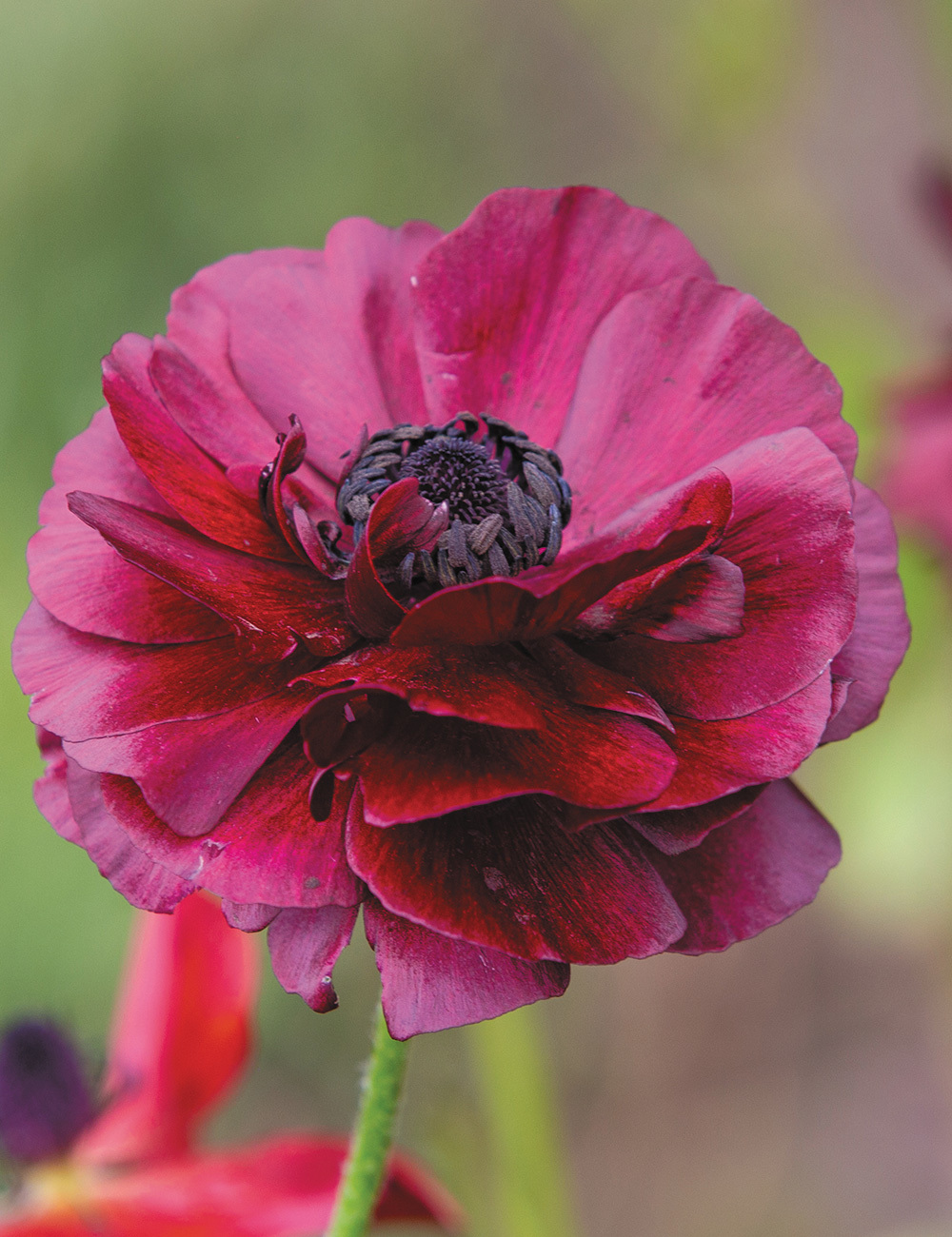 Picasso Ranunculus 'Burgundy'