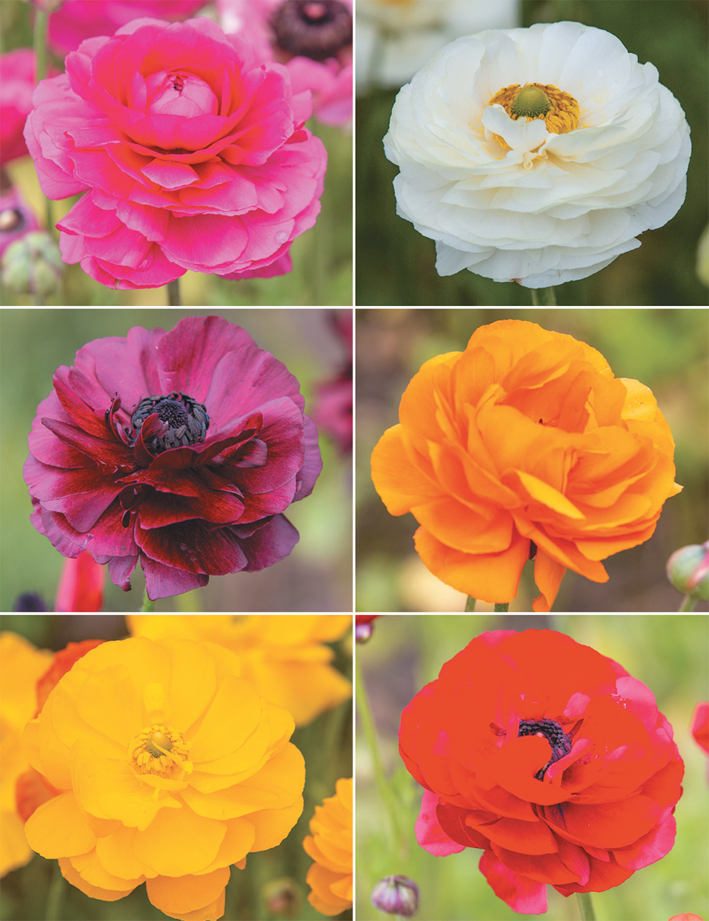 Picasso Ranunculus Collection