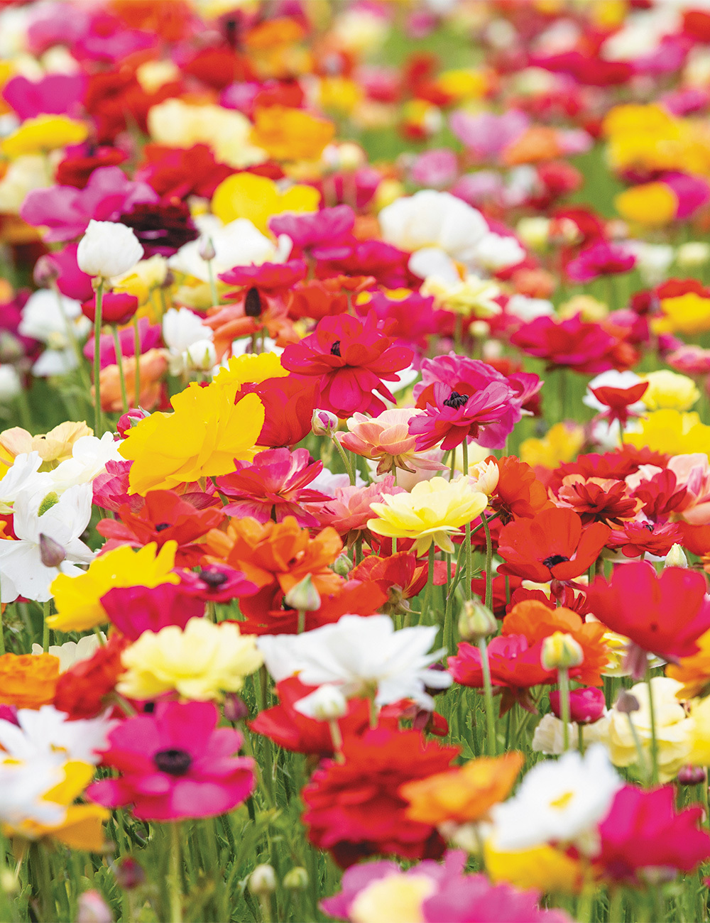 Picasso Ranunculus Mixed