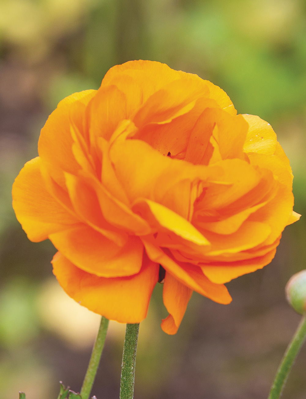 Picasso Ranunculus 'Orange'