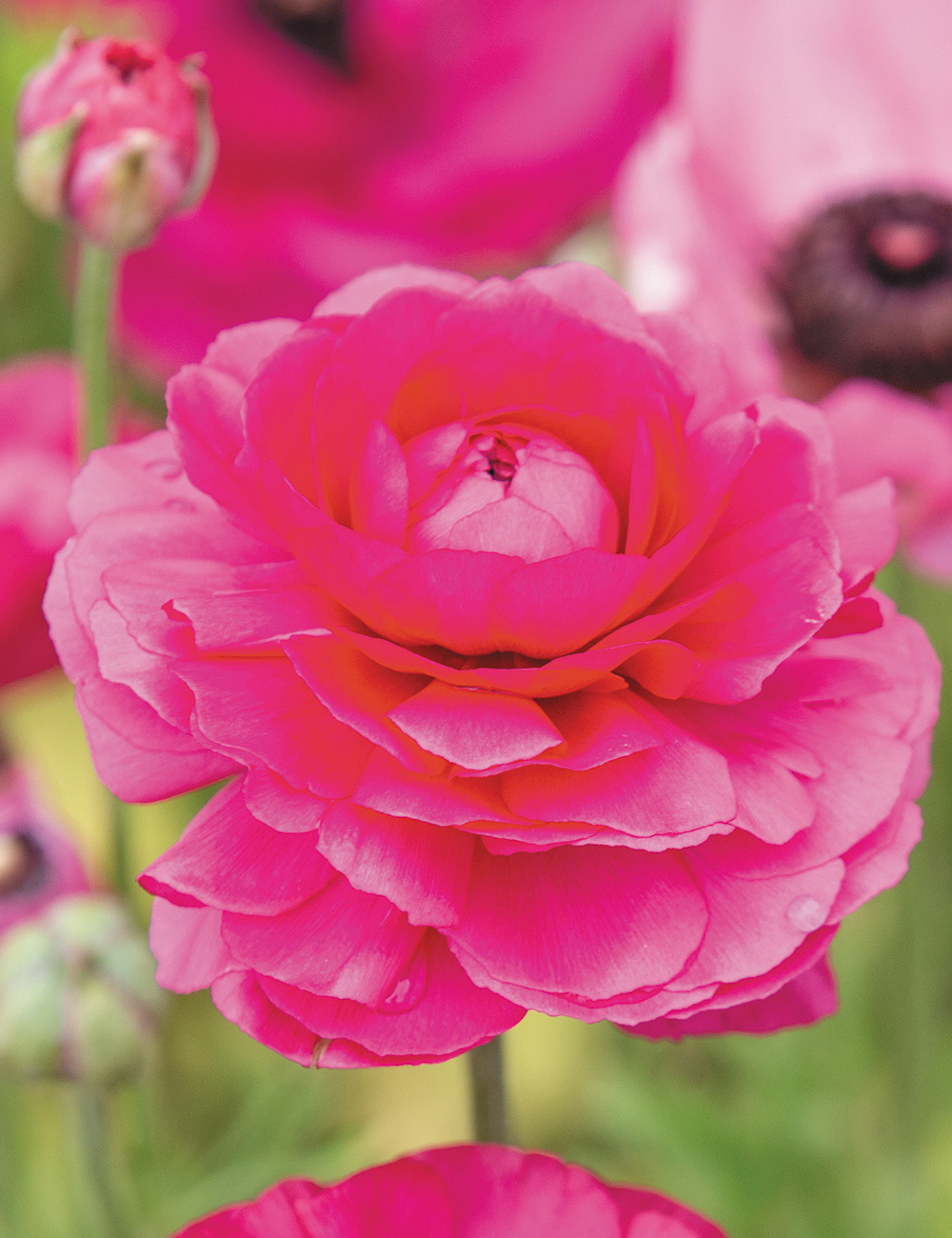 Picasso Ranunculus 'Pink'