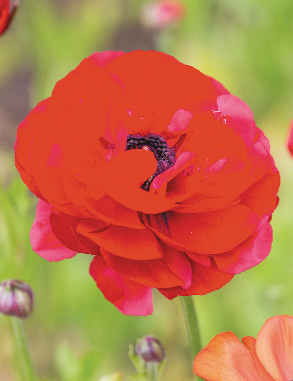 Picasso Ranunculus 'Red'