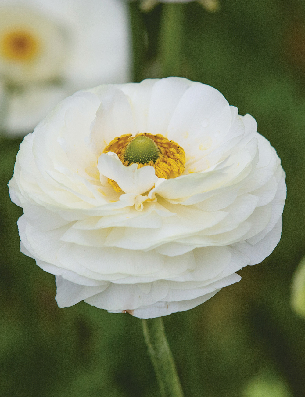 Picasso Ranunculus 'White'