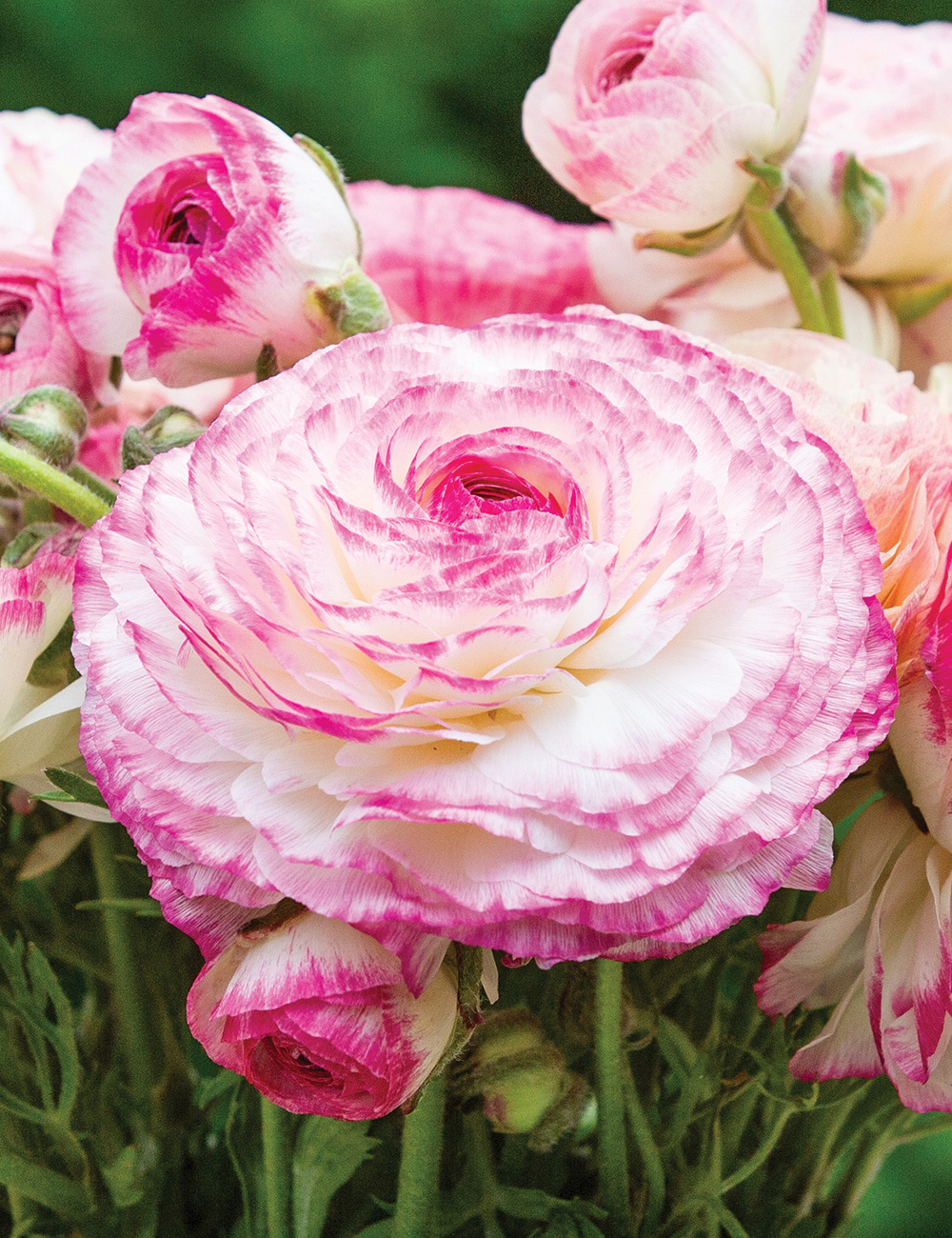 Renaissance Ranunculus 'Bianco Sfumato'