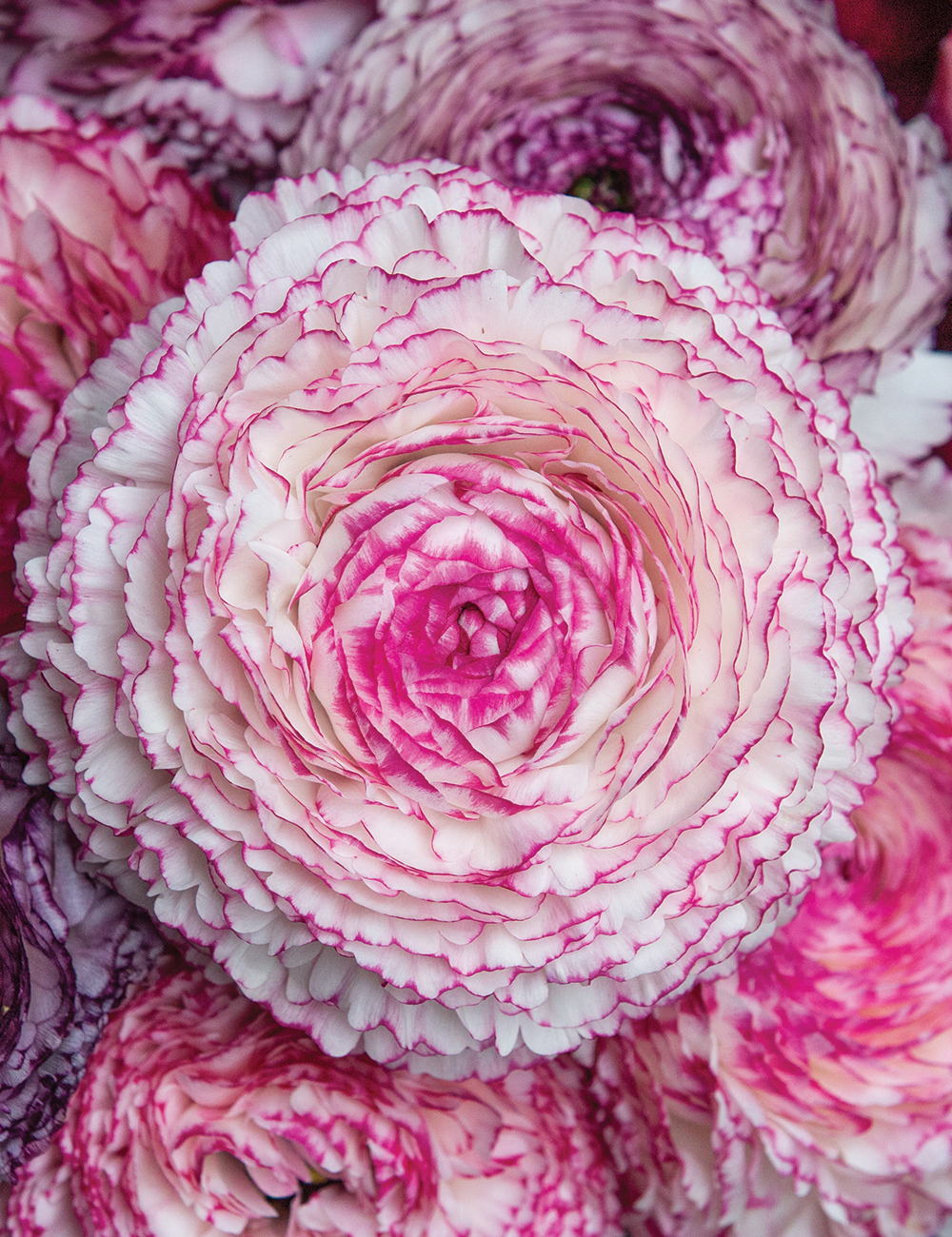 Renaissance Ranunculus 'Bianco Striato'