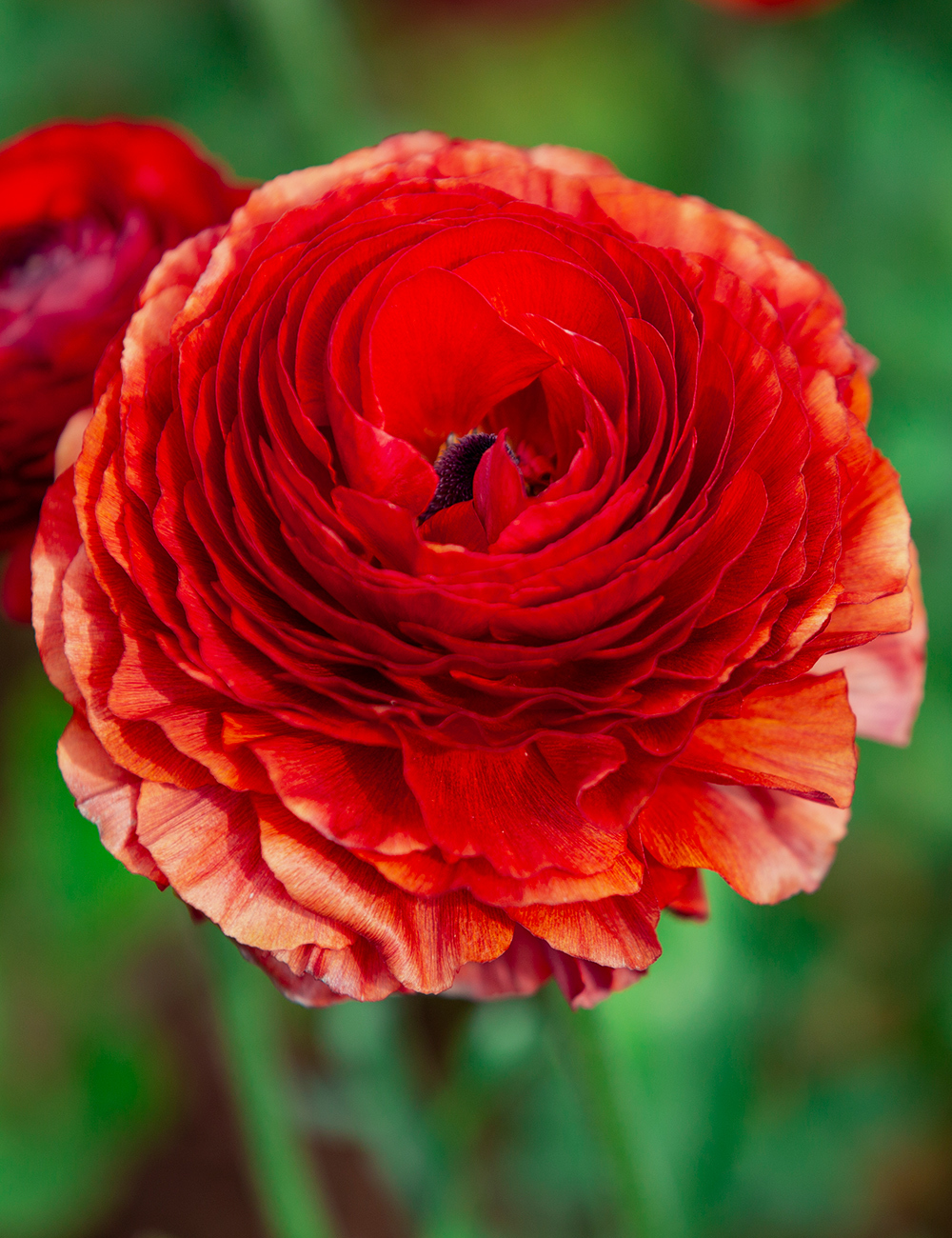 Renaissance Ranunculus 'Cioccolato'