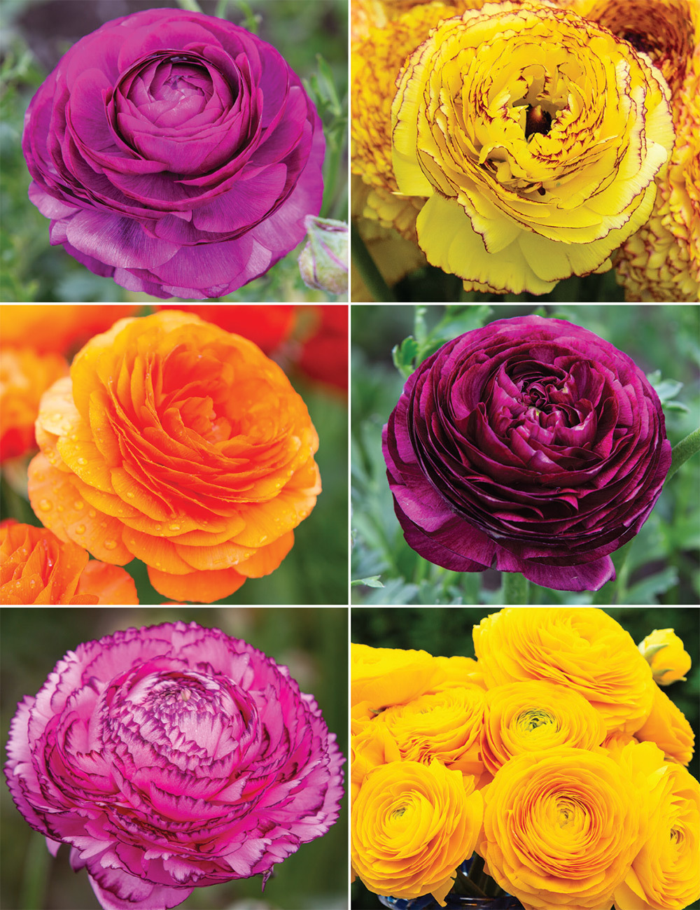 Renaissance Ranunculus Collection No1