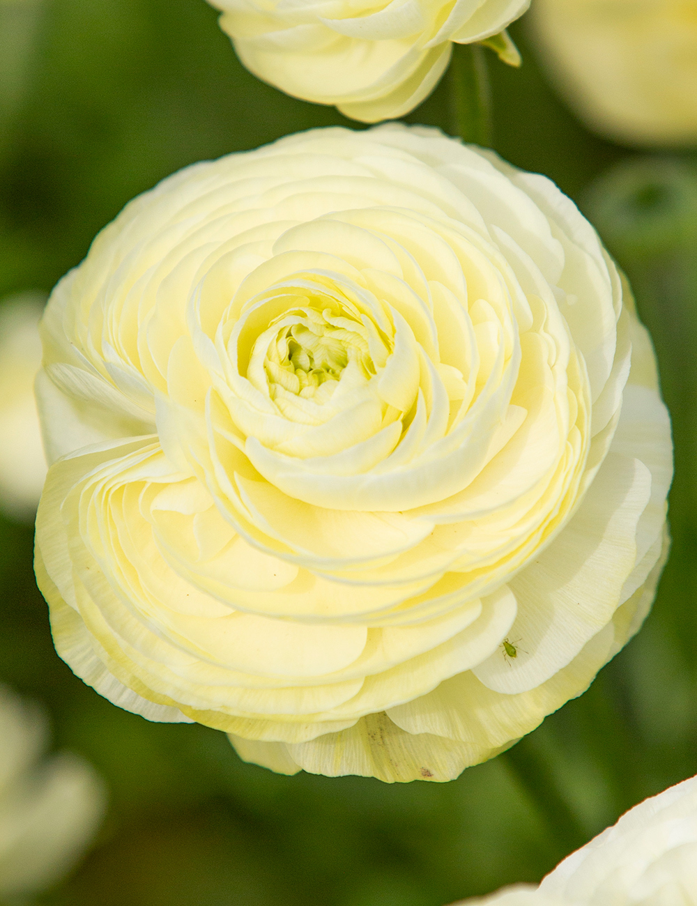 Renaissance Ranunculus 'Crema'