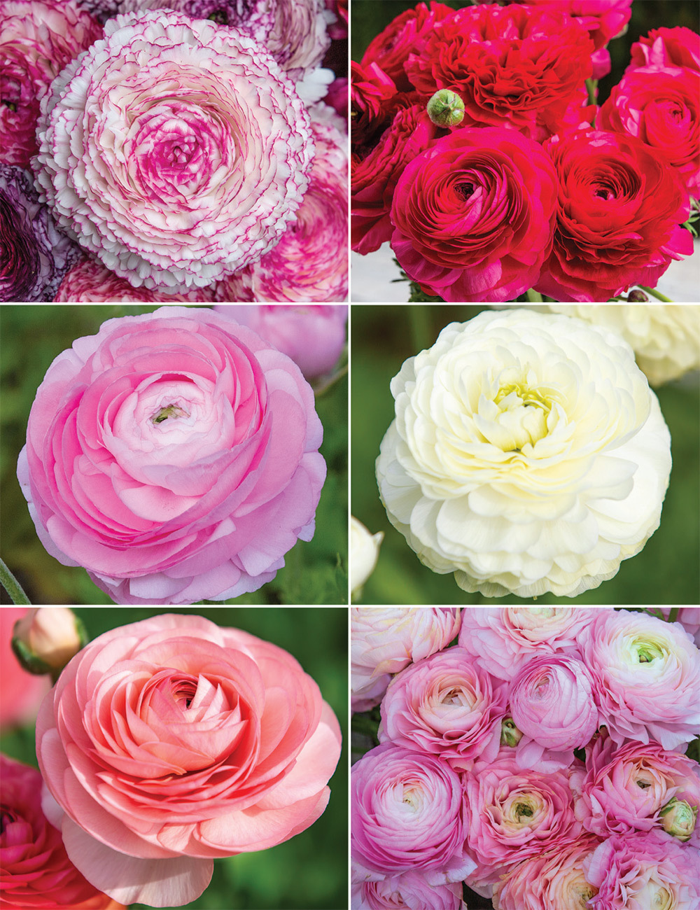 Renaissance Ranunculus (reduced) Collection