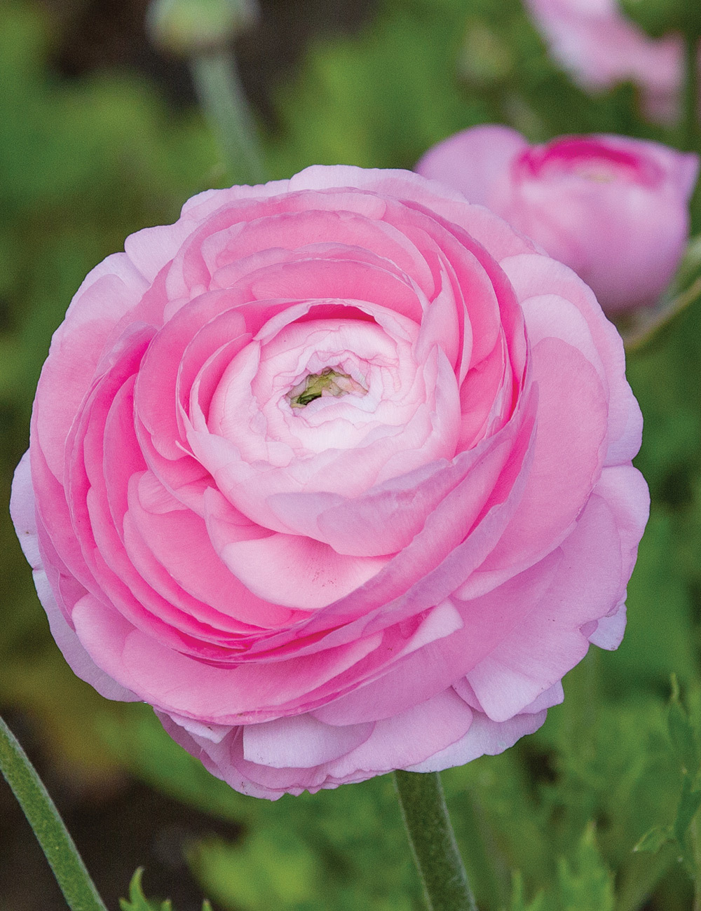 Renaissance Ranunculus 'Rosa Chiaro'