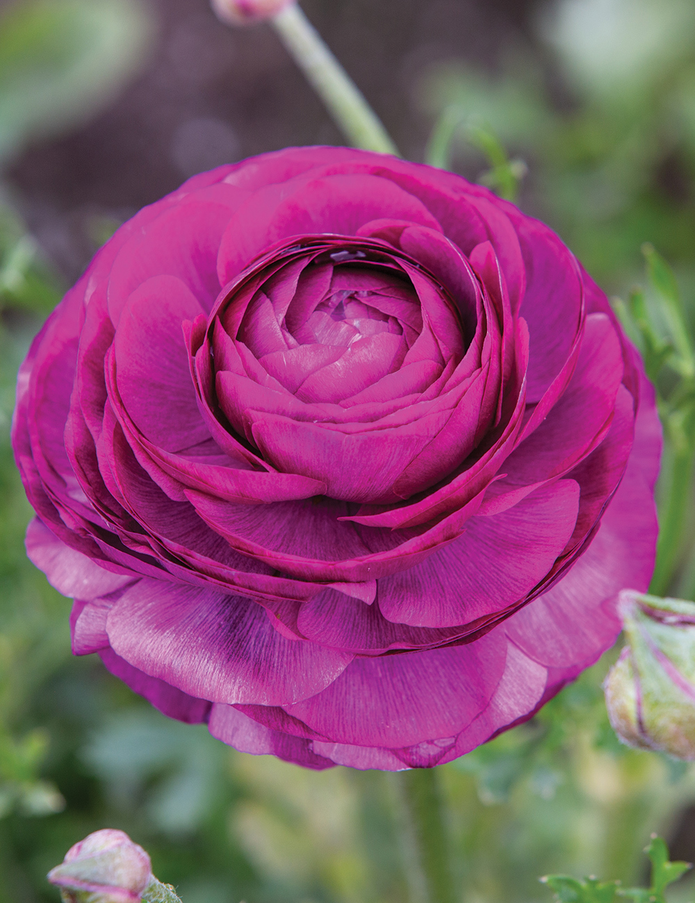 Renaissance Ranunculus 'Malva'