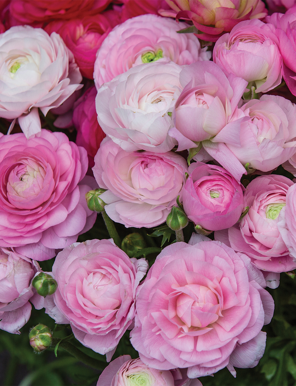 Renaissance Ranunculus ‘Marshmallow’ - Tesselaar