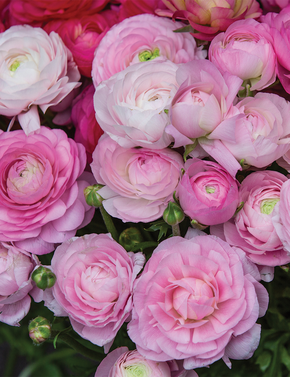 Renaissance Ranunculus 'Marshmallow'