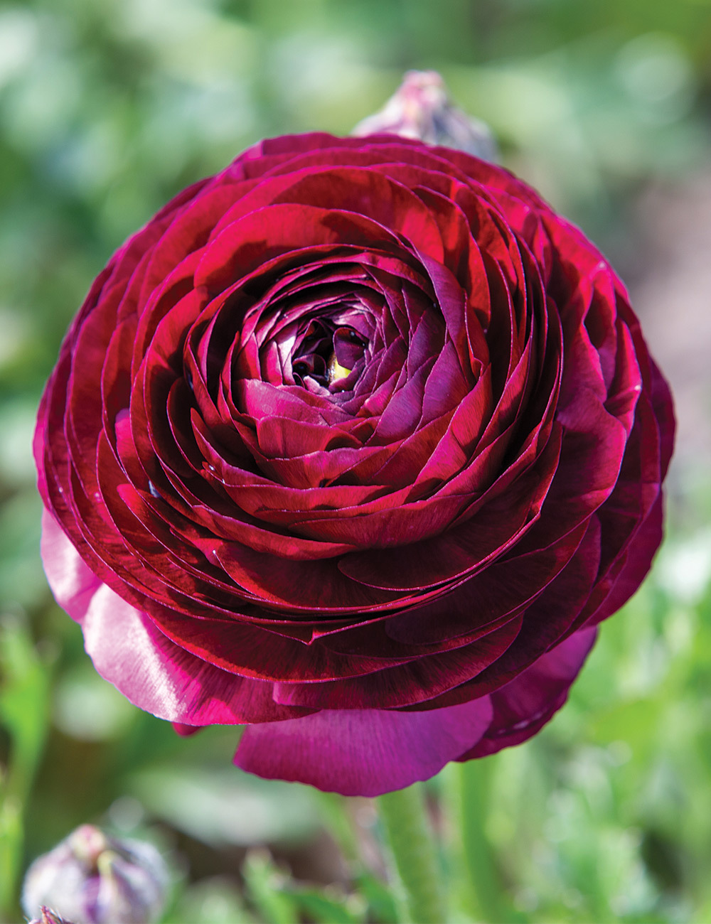 Renaissance Ranunculus 'Nero'