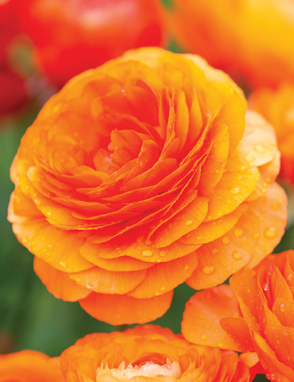 Renaissance Ranunculus 'Clementine'