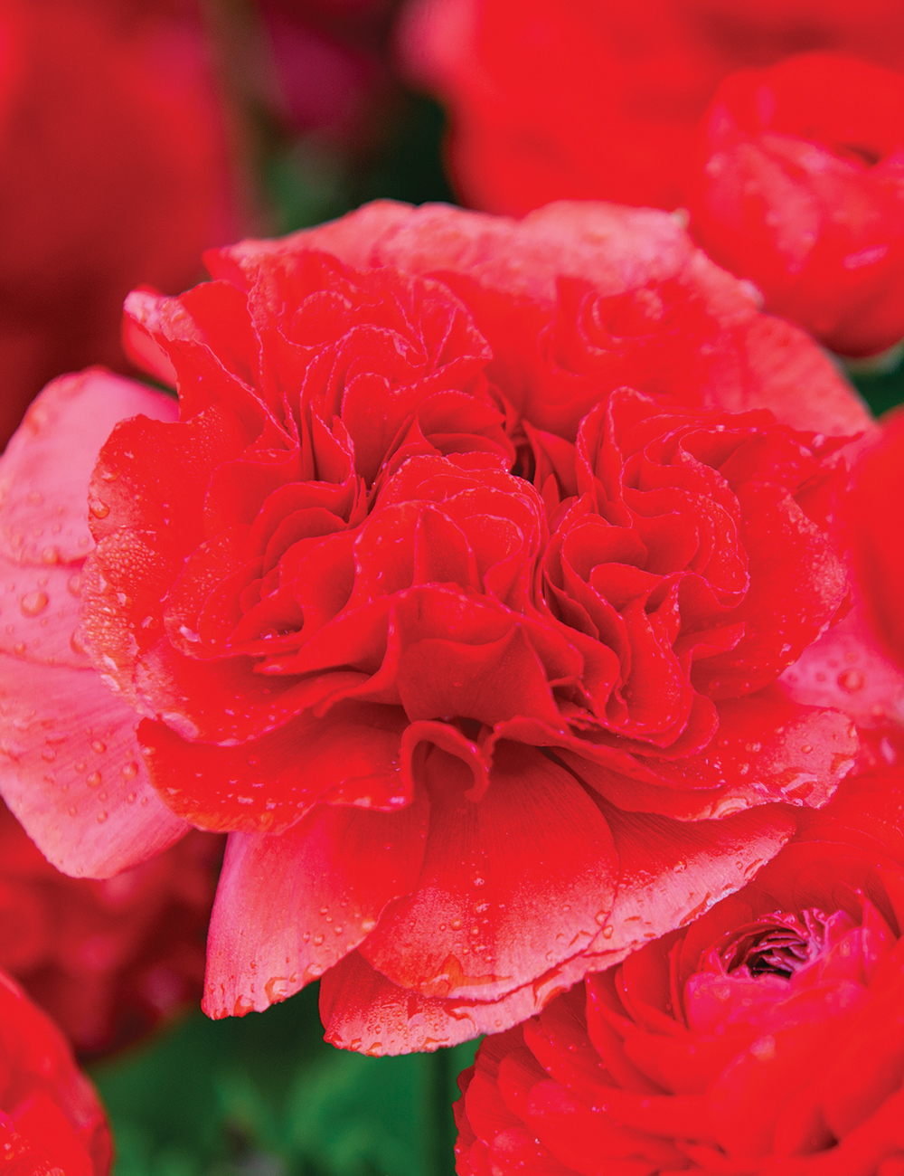 Renaissance Ranunculus 'Rosso'