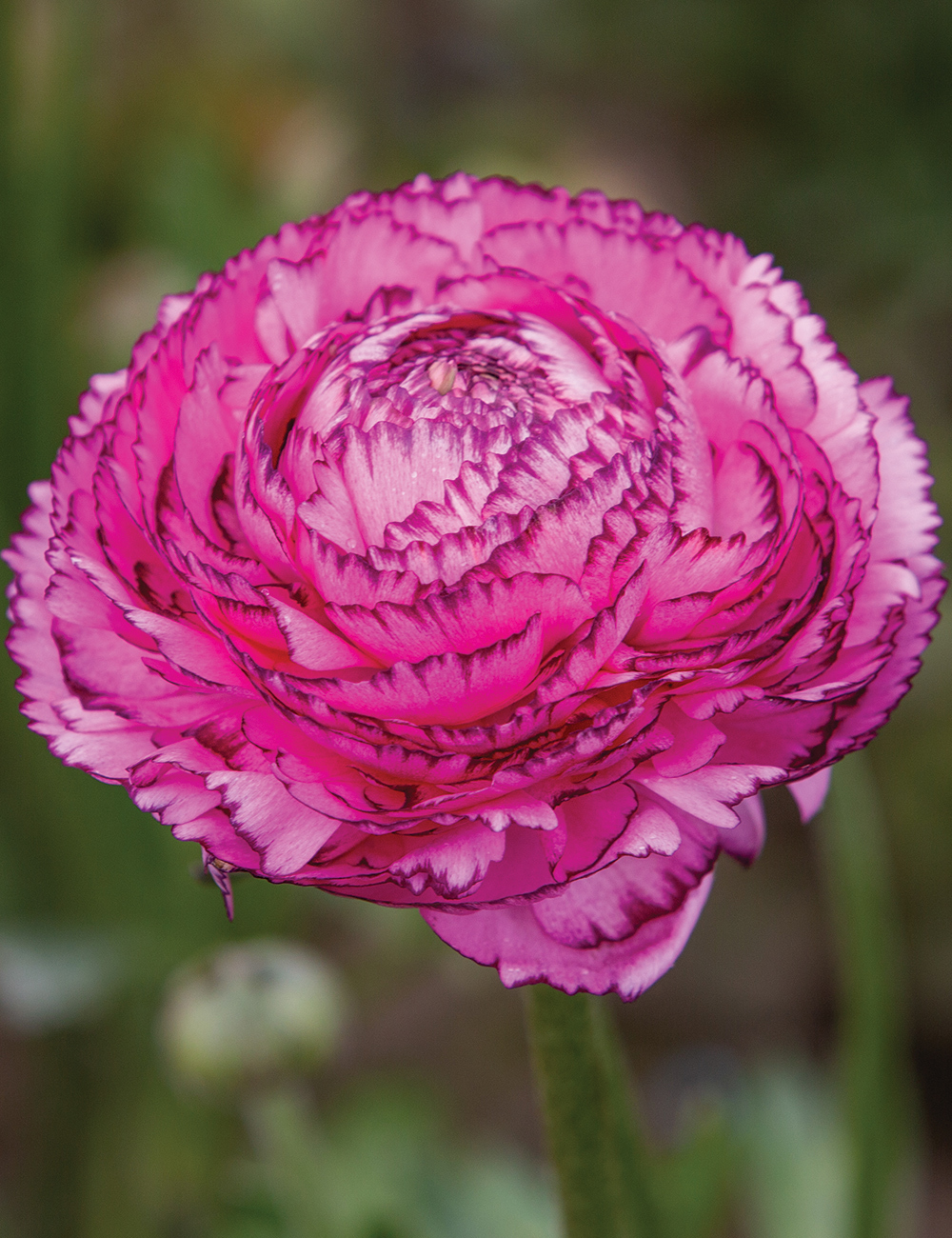 Renaissance Ranunculus 'Rosa Striato'