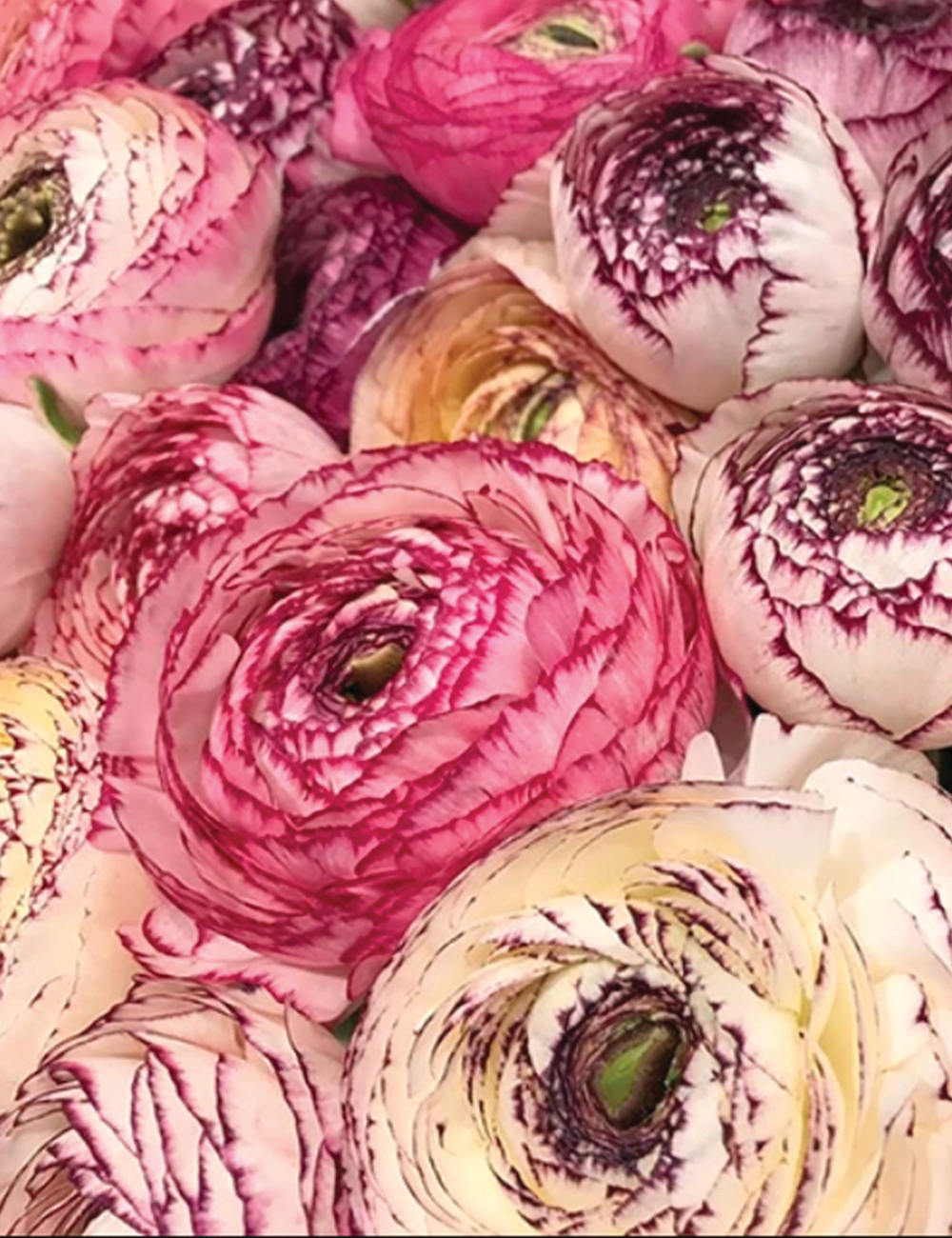 Renaissance Ranunculus 'Tiger'